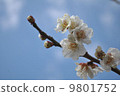 plum	 9801752