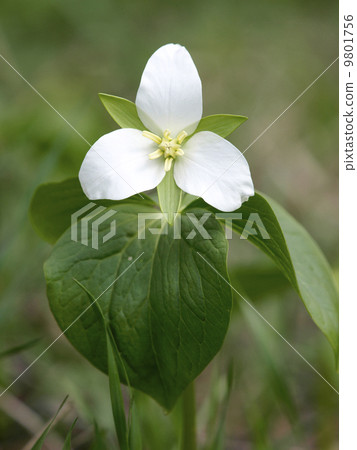 Ooba nano enlivis (whole body) 9801756