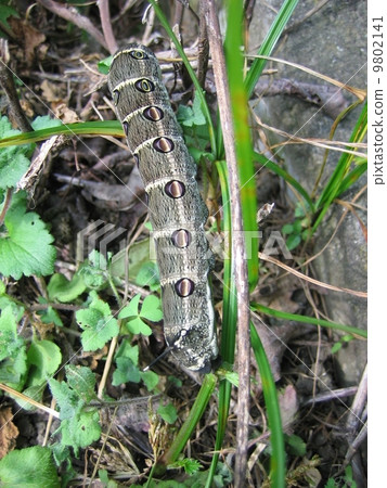 Caterpost caterpillar larva Caterpost caterpillar larva 9802141