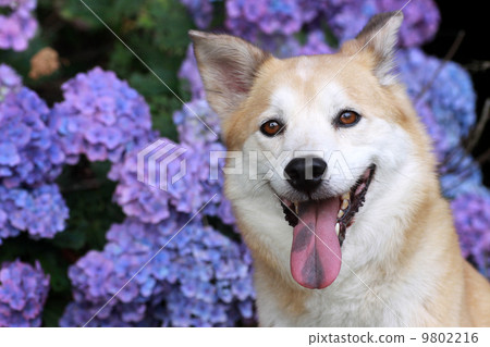 Purple hydrangea and a smiling dog 9802216