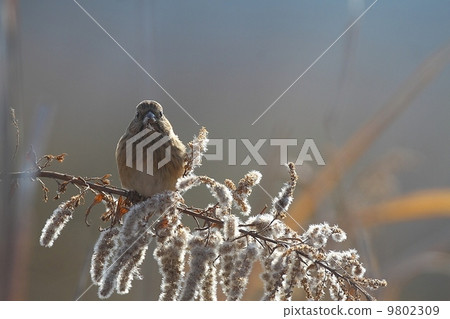 Feeding of Benimachi female 9802309