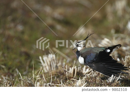 Elongation of Tageli 9802310