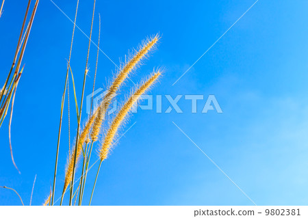 steppe grass against blue sky 9802381