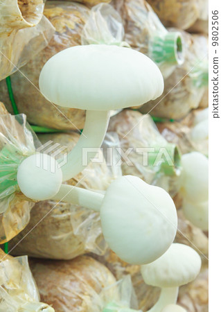 Yanagi Mutsutake Mushrooms Growing In the Farm Yanagi Mutsutake Mushrooms Growing In the Farm 9802506