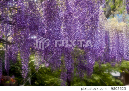 Wisteria flowers Wisteria flowers 9802623