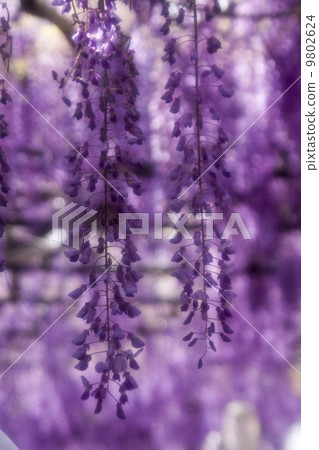  Wisteria flowers 9802624
