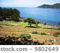 Shaded fields with sea view 9802649