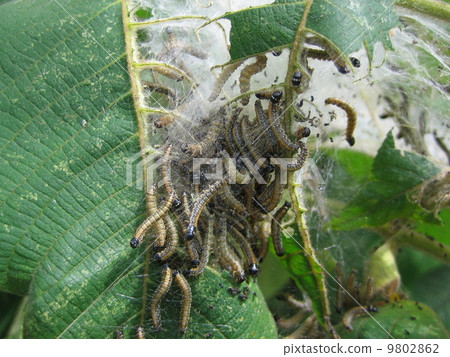 Larvae of Tossaka female Larvae of Tossaka female 9802862