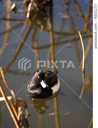 Kinkrochasshuro 9803277