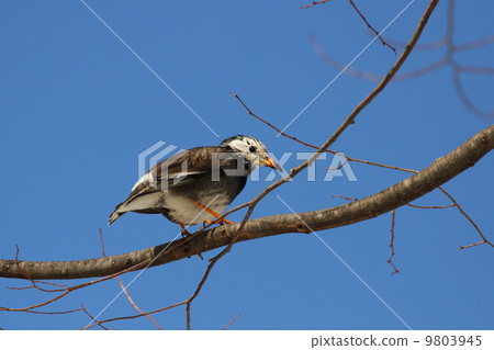 Mustard star 9803945