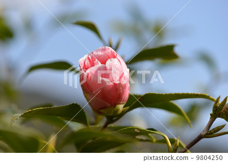 紅色和白色膜片的山茶花 9804250
