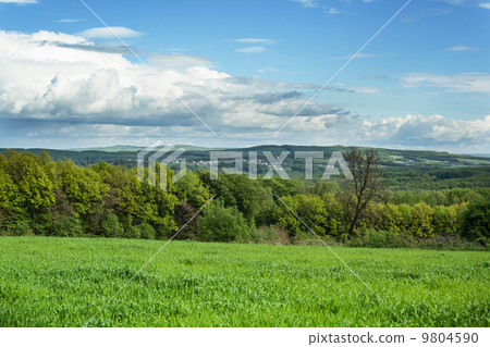 Spring wheat field Spring wheat field 9804590