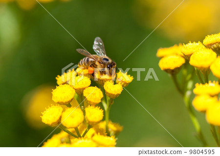 Yellow tansy flowers Yellow tansy flowers 9804595