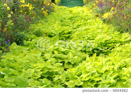 Ipomea Terrace Lime (at Hamana Lake Garden Park) 9804982