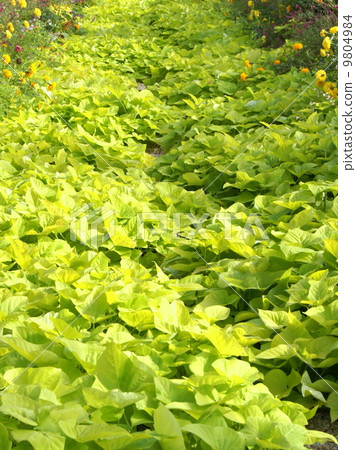 Ipomea Terrace Lime (at Hamana Lake Garden Park) Ipomea Terrace Lime (at Hamana Lake Garden Park) 9804984