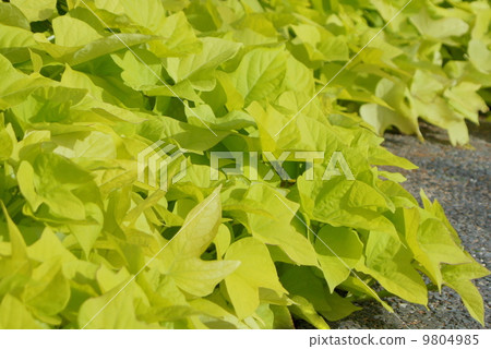 Ipomea Terrace Lime (at Hamana Lake Garden Park) 9804985