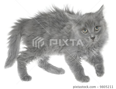 Frightened gray kitten isolated 9805211
