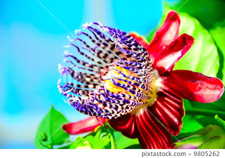 blue passion flower, bloom, flower 9805262