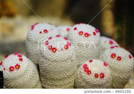 hope round, mammillaria, tsukuba 9805280