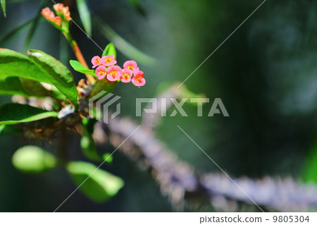 花朵 花 花卉 9805304