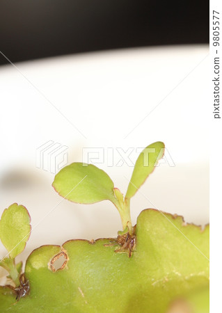 Hakarame Hakarame 9805577