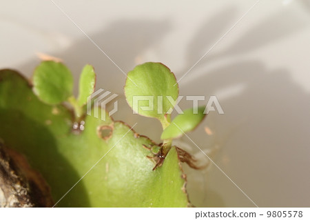 Hakarame Hakarame 9805578