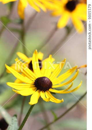 Rudbekia · Furugida Rudbekia · Furugida 9805579