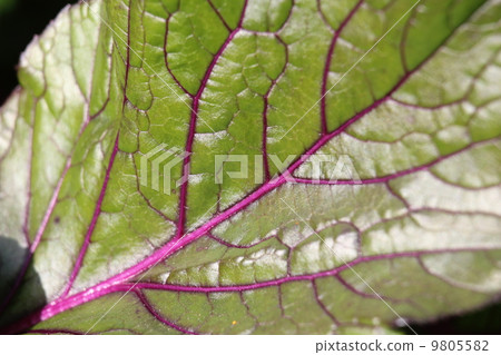 Coaster ties Coaster ties 9805582