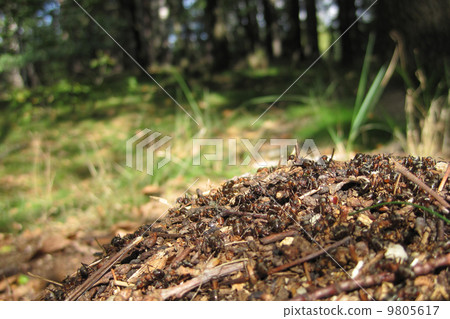 ant colony ant colony 9805617