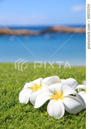 Plumeria and the sea Plumeria and the sea 9805834