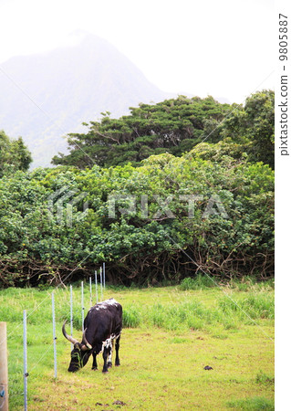 Cow  9805887