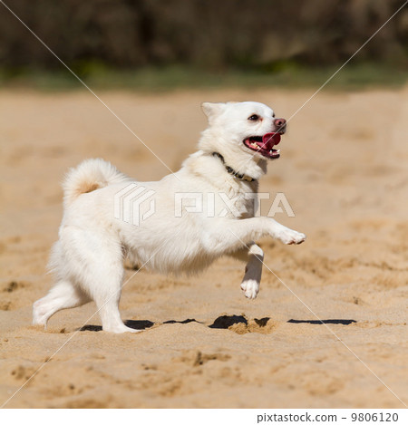 Dog Dog 9806120