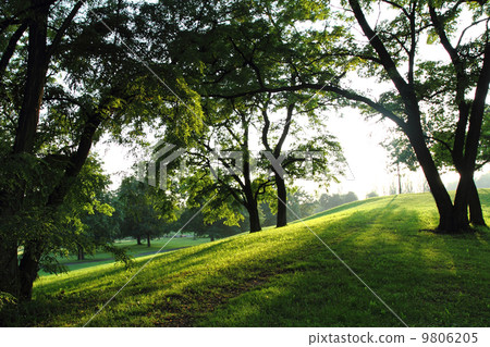spring in the green park 9806205