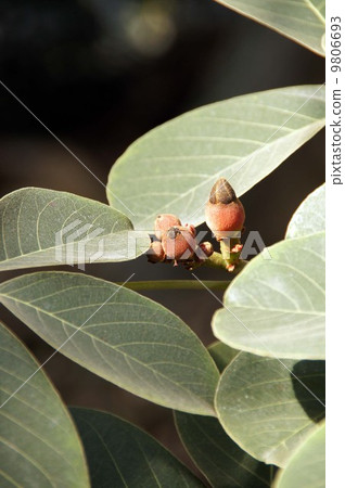 Psudo Bombakus Ellipticum bud Psudo Bombakus Ellipticum bud 9806693