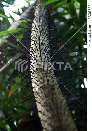 Obile豎琴孔雀掌 9806852