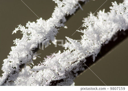 Close-up of fog ice 9807159