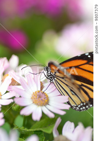 蝴蝶的天堂 9807379