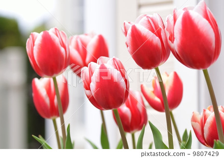 Tulip 9807429