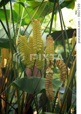 Kalathea crotterfera的苞片和花 Kalathea crotterfera的苞片和花 9807599