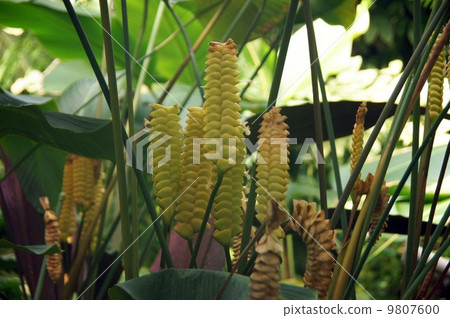 Kalathea crotterfera的苞片和花 9807600