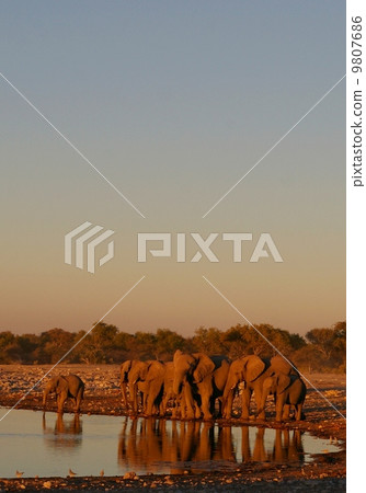 Elephant family 9807686