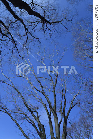 Blue sky and trees Blue sky and trees 9807805