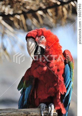 Scarlet macaw 9807940