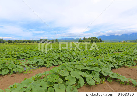 Pumpkin field 9808350