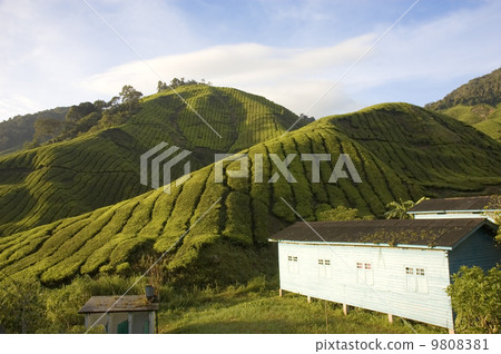 tea plantation 9808381