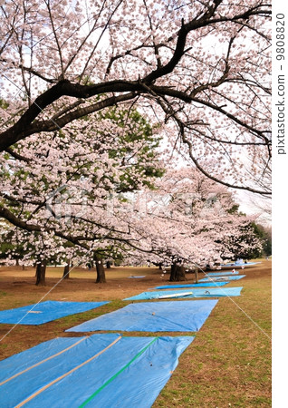 Cherry blossom viewing 9808820