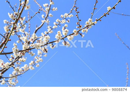 藍天和白色李子 藍天和白色李子 9808874