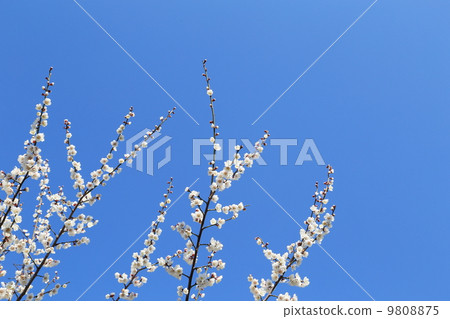 藍天和白色李子 9808875