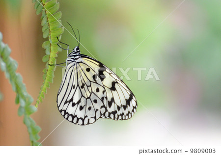 Ogomadara 9809003