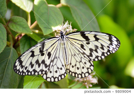 Ogomadara Ogomadara 9809004